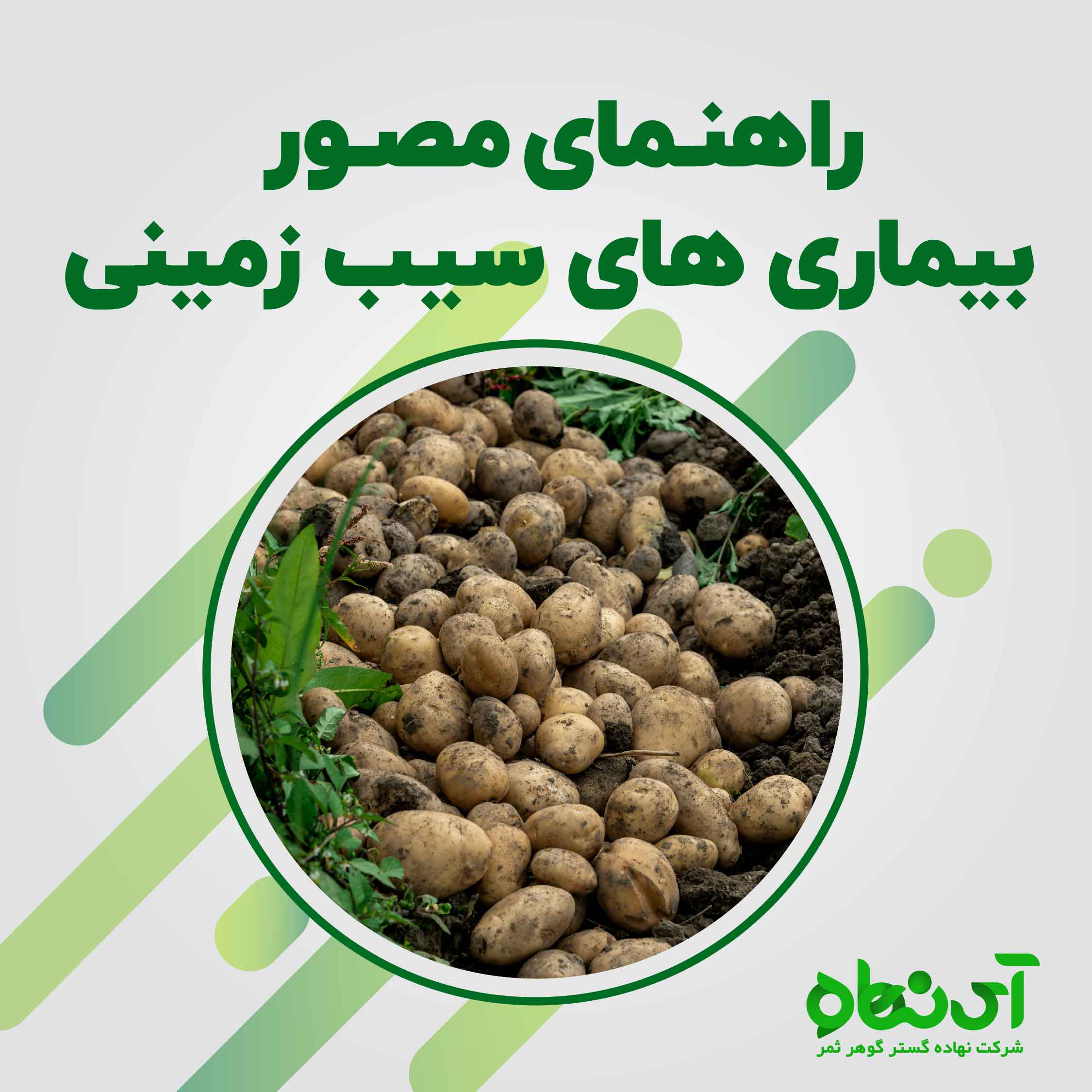 راهنمای مصور بیماری های سیب زمینی